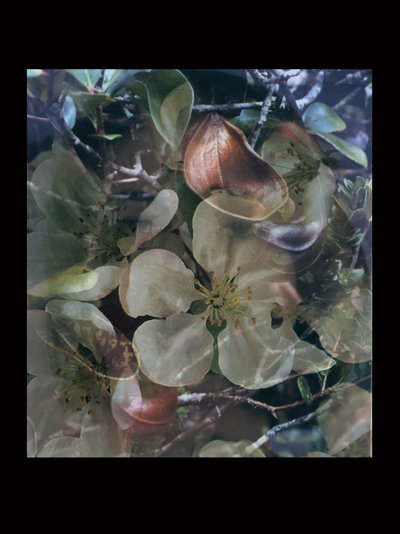 Vleesvreters 5 door Mat Collishaw