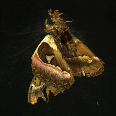 Insecticide 11, 2006 (C-type foto) door Mat Collishaw