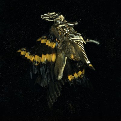 Insecticide 17, 2009 (C-type foto) door Mat Collishaw