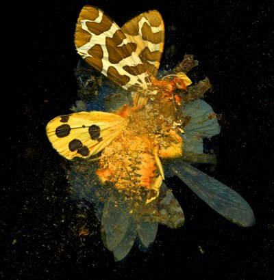 Insecticide 24, 2008 (C-type foto) door Mat Collishaw