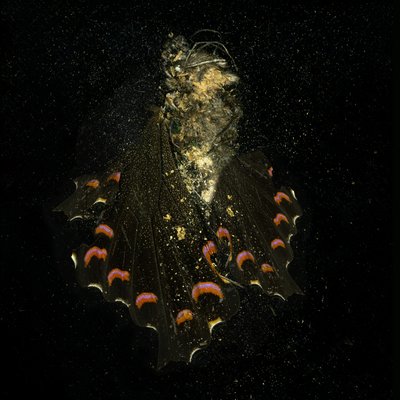 Insecticide 28, 2011 (C-type foto) door Mat Collishaw