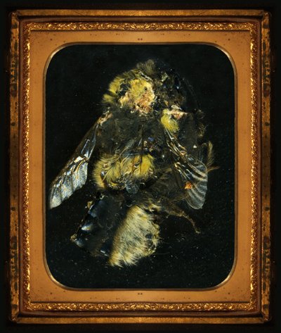 Insecticide 2, 2006 (C-type foto) door Mat Collishaw