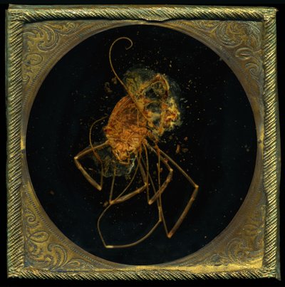 Insecticide 5, 2006 (C-type foto) door Mat Collishaw