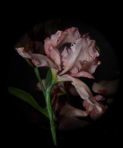 Venale Muze, Viridor, 2012 (Hars, emailverf, hout, glas, staal) door Mat Collishaw