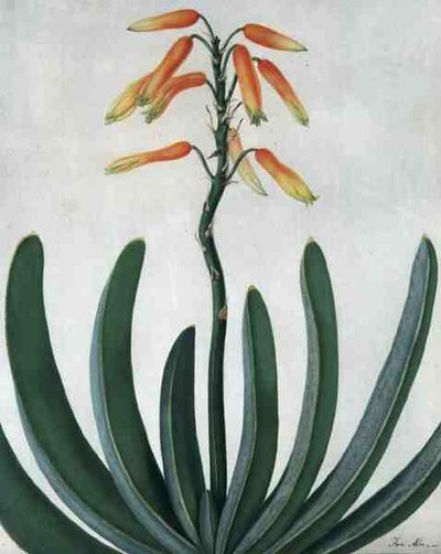 Aloe Striata door Matilda Conyers