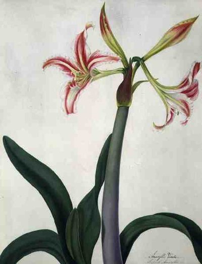 Amaryllis Vitata door Matilda Conyers