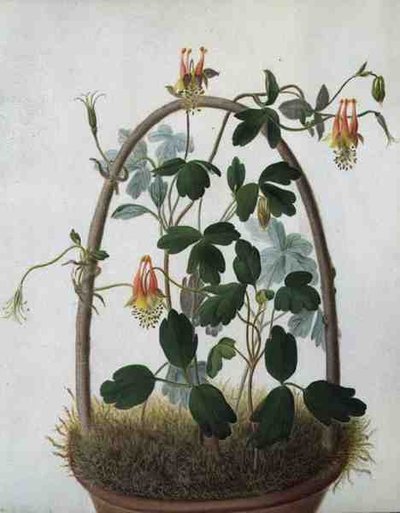 Tropaeolum Tuberosum door Matilda Conyers
