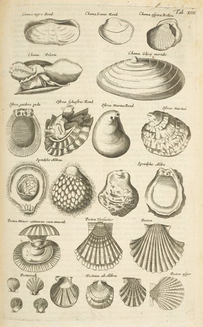 Tab XIIII, Diverse schelpen, Illustratie uit 
