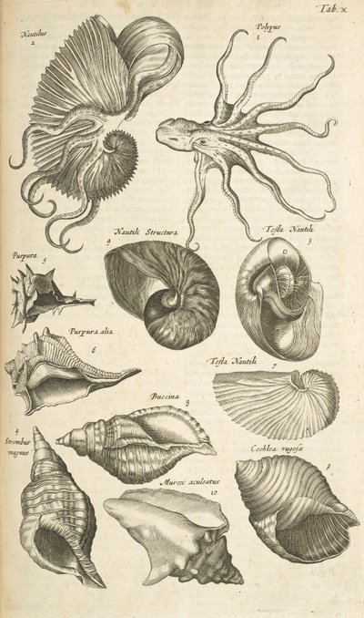 Tab X, Octopus en Nautilus schelpen, Illustratie uit 