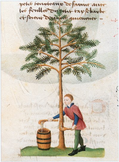  door Matthaeus Platearius