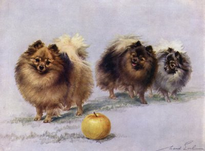 Drie van Mevrouw Hall Walkers Kampioen Pomeranians door Maud Earl