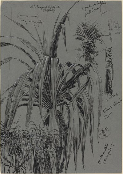 Studies van schroefpijnen uit Madagaskar door Max Seliger