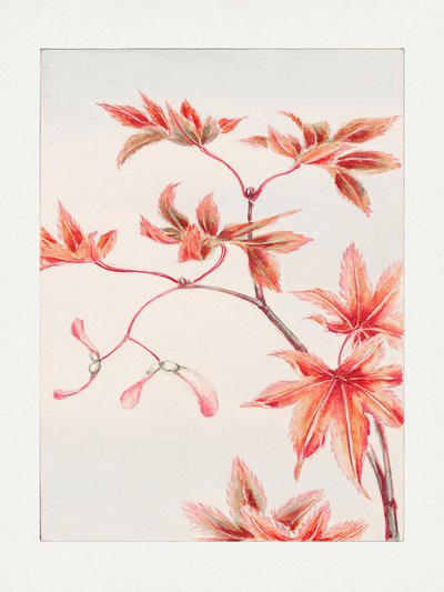 Tak van een Momiji-esdoorn met bladeren en zaden, circa 1870–1880 door Megata Morikaga