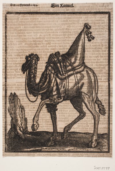 Een opgezadelde dromedaris, profiel naar links, met de kop van het dier afgewend van de kijker door Melchior Lorck