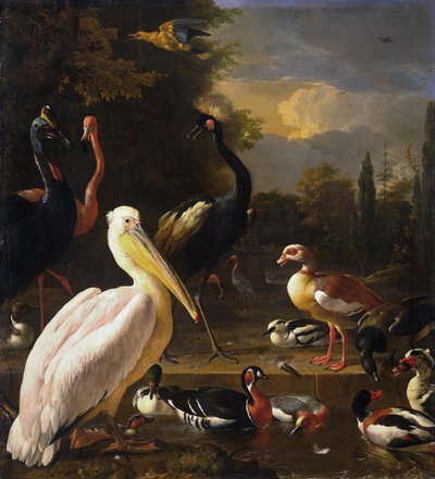 Een pelikaan en andere vogels bij een poel, bekend als 