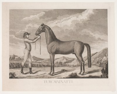 Het paard 