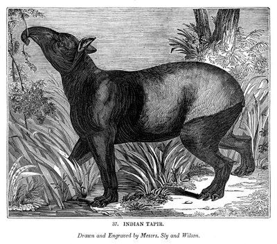 Indiase Tapir door Messrs Sly and Wilson