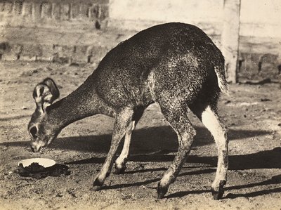 Een antilope, 09/05/1936 door Modestino Baldinetti