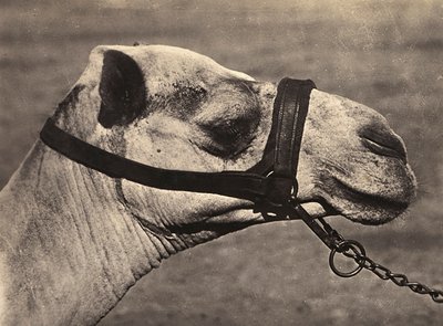 Het bouwen van een rijk in het fascistische tijdperk: hoofd van een 