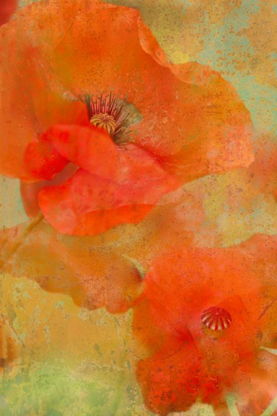  door Monique van Velzen