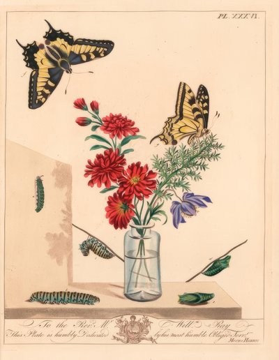 Koninginnenpage, Papilio machaon. Handgekleurde lithografie naar een illustratie door Moses Harris
