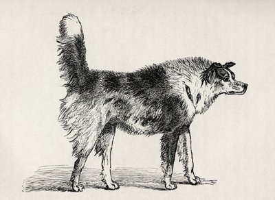 Halfbloed Herderhond met vijandige bedoelingen, uit Charles Darwin