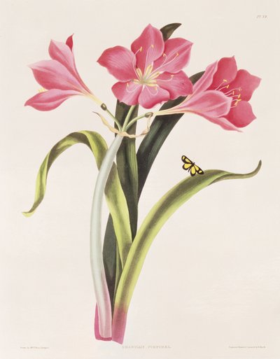 Amaryllis purpurea, plaat 39 uit 