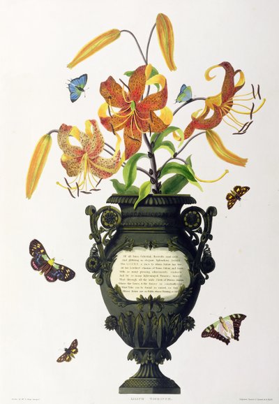 Lilium tigrinum (tijgerlelie), uit 