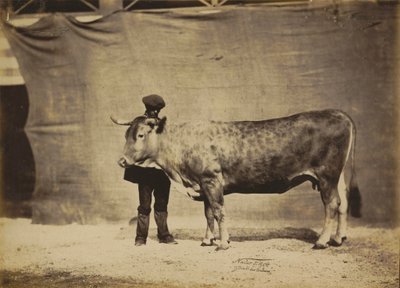 Garonnaise koe, 5 tot 6 jaar oud,1856 (foto) door Nadar Jeune (1825 1903)