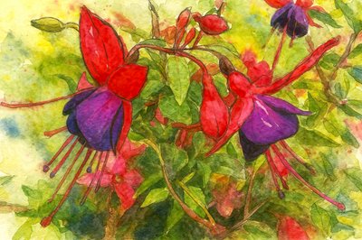 Levendige fuchsia bloemen door Natalie Bruns