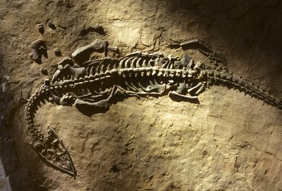 Foto van een marien gewerveld fossiel uit het Trias van een Pachypleurosaurus door Nathan Benn