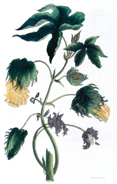 Gossypium - katoenplant, 1823 door Neale and Son