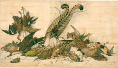 zonder titel (Australische jachtvogels) door Neville Henry Cayley