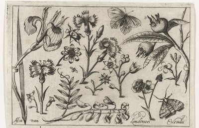 Bloemen en vlinders door Nicolaes de Bruyn (possibly)