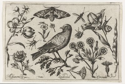 Bloemen, insecten, nachtpauwoog en een kraai door Nicolaes de Bruyn (possibly)