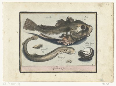 Poon, prik en slakkehuis door Nicolaes de Bruyn