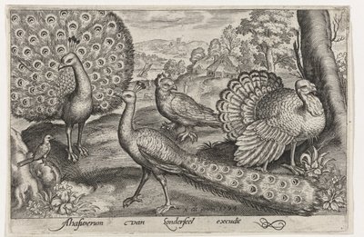 Twee pauwen en kalkoen Vogels en insecten door Nicolaes de Bruyn