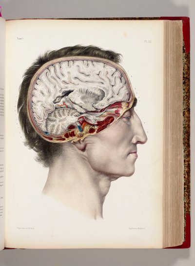 Een met de hand gekleurde lithografie van een ontleed hoofd in profiel die de hersenen toont, uit 