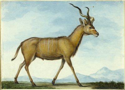 Een koedoe door Nicolas Hüet the Younger