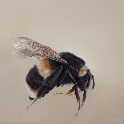 Bombus terrestis 8, 2013 (acryl op hout) door Odile Kidd