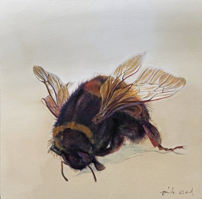 Bombus terrestris 10, 2013 (acryl op hout) door Odile Kidd
