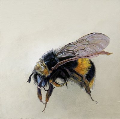 Bombus terrestris 1 (b), 2008 (acryl op hout) door Odile Kidd