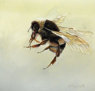 Bombus terrestris 4, 2011 (acryl op hout) door Odile Kidd