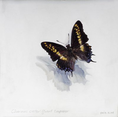 Charaxes castor, reuzenkeizer, 2014 (acryl op gegessuurd hout) door Odile Kidd