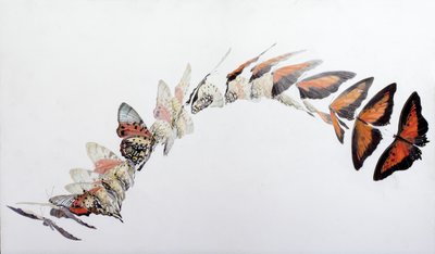 Charaxes zingha vluchtpatroon, 2016 (acryl op gegessuurd hout) door Odile Kidd