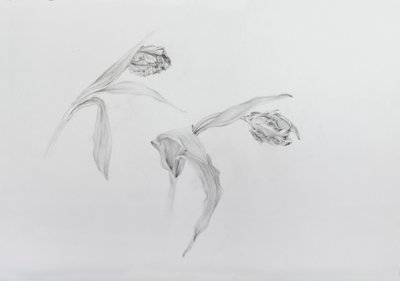 Estella rijnveld 2, 2017 (potlood op patroonpapier) door Odile Kidd