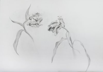 Estella rijnveld 3, 2017 (potlood op patroonpapier) door Odile Kidd