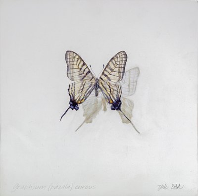 Graphium (Pazala) eurosus, 2014 (acryl op gegessuurd hout) door Odile Kidd