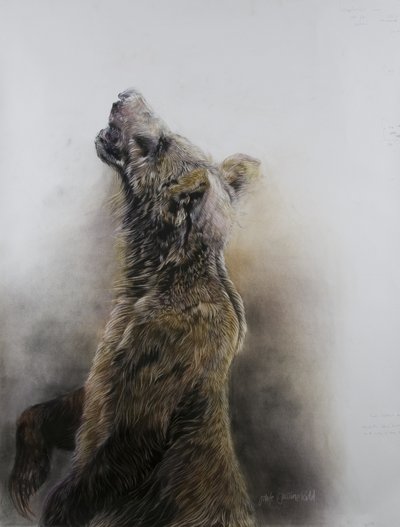 Grizzlybeer 3, 2009 (houtskool, conte  krijtpastel op Fabriano papier) door Odile Kidd