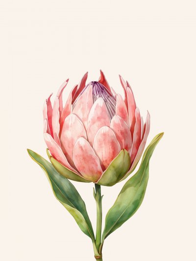 Roze proteabloem door Ohkimiko